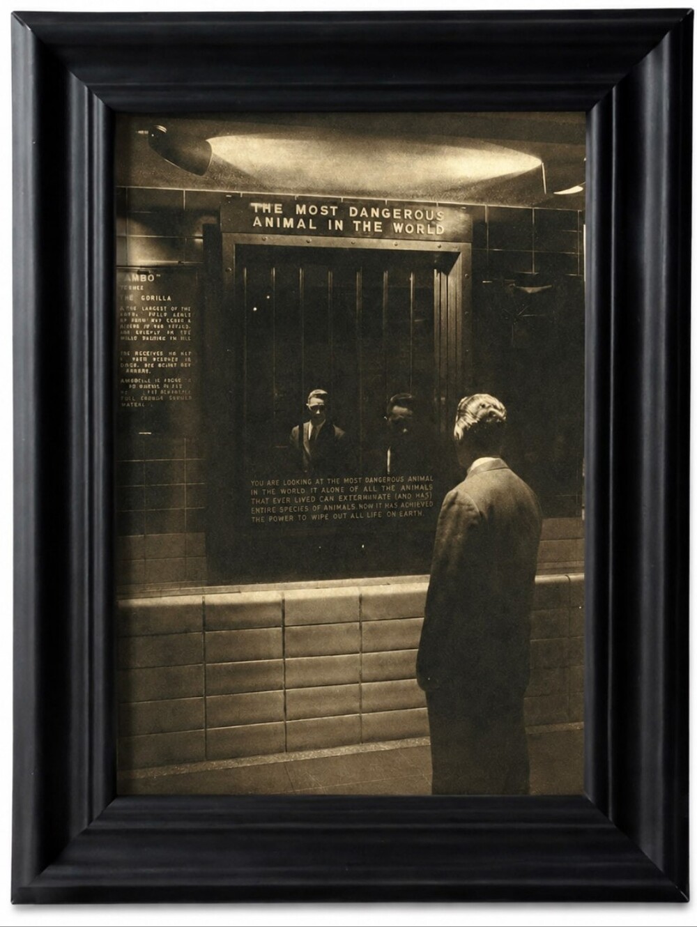 The vintage photograph famous 1963 "The Most Dangerous Animal IN THE WORLD NYC